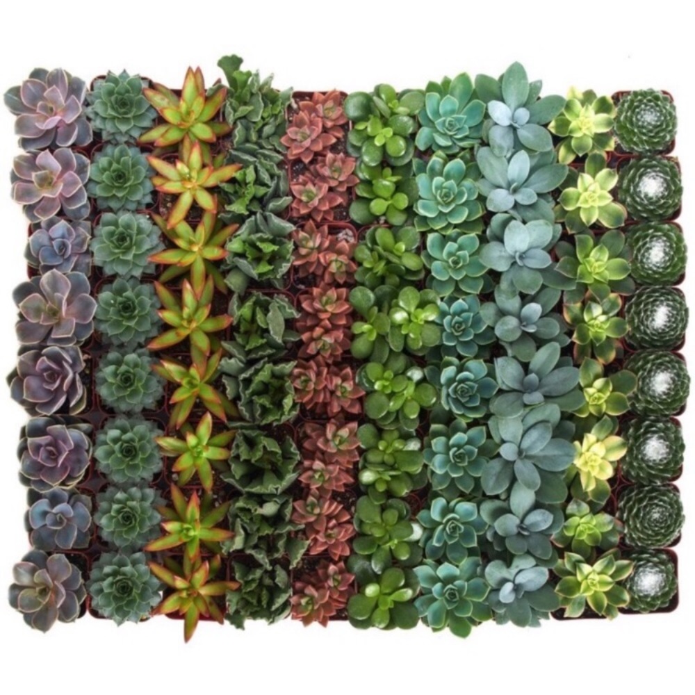 ★NEW★ 7 PACK Mini Planters Succulent Cactus Flower - Picture 10 of 16